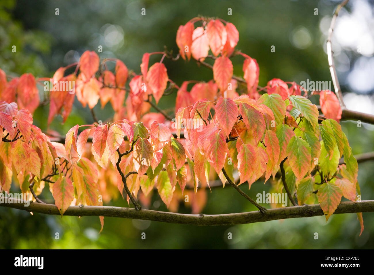 Cornus alba 'Bloodgood' autumn foliage Stock Photo Alamy
