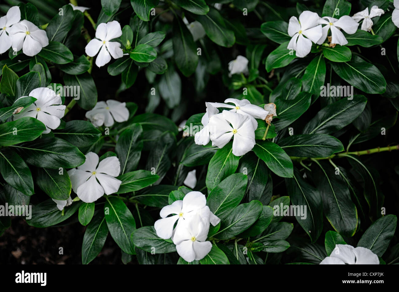 catharanthus roseus albus alba syn vinca rosea madagascar periwinkle white flowers flowering blooms petals plant portraits Stock Photo