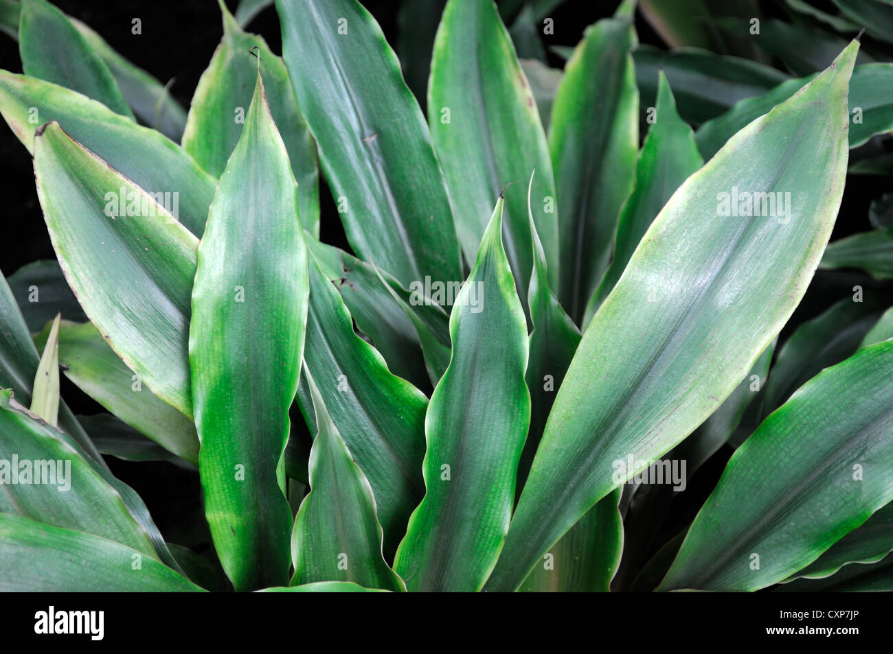 Chlorophytum hoffmannii Herbaceous perennial rhizomatous green silver leaves leaf foliage Stock Photo