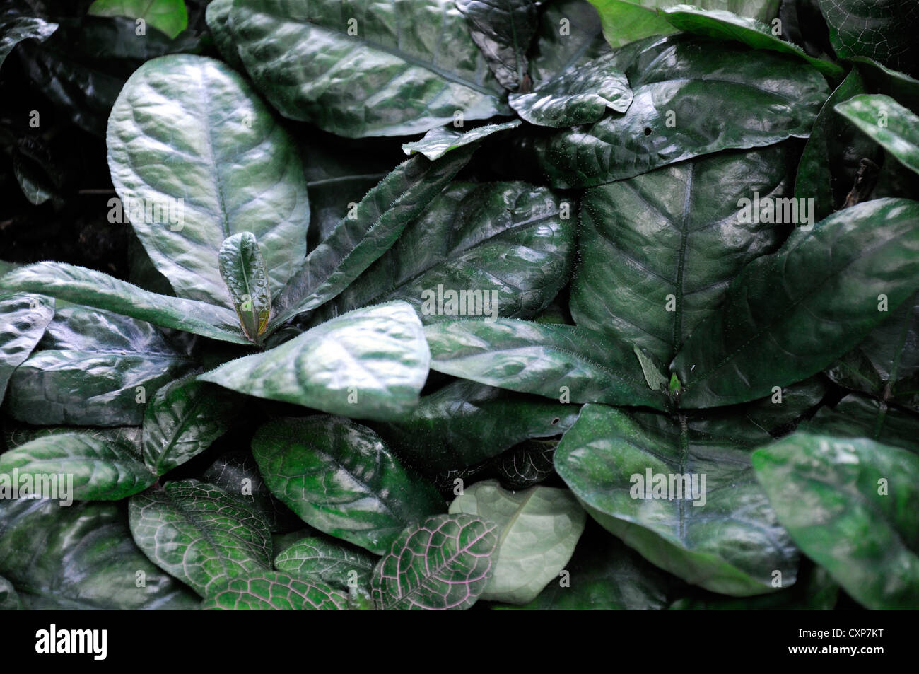 Crossandra guineensis Nees synonym Stenandrium guineense small tropical plant dark green foliage Stock Photo
