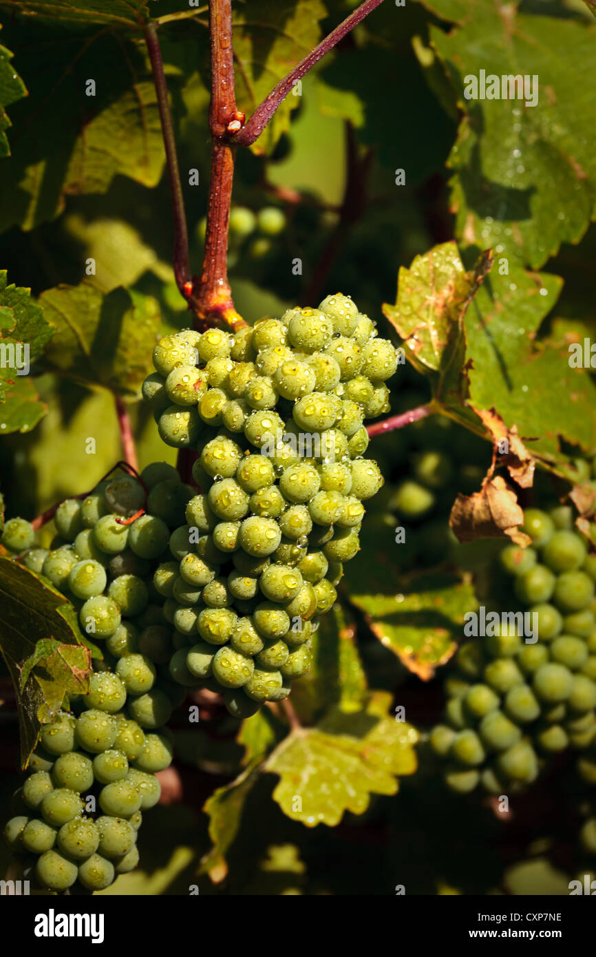 Green grapes on stock Niagara Region Ontario Canada Stock Photo Alamy