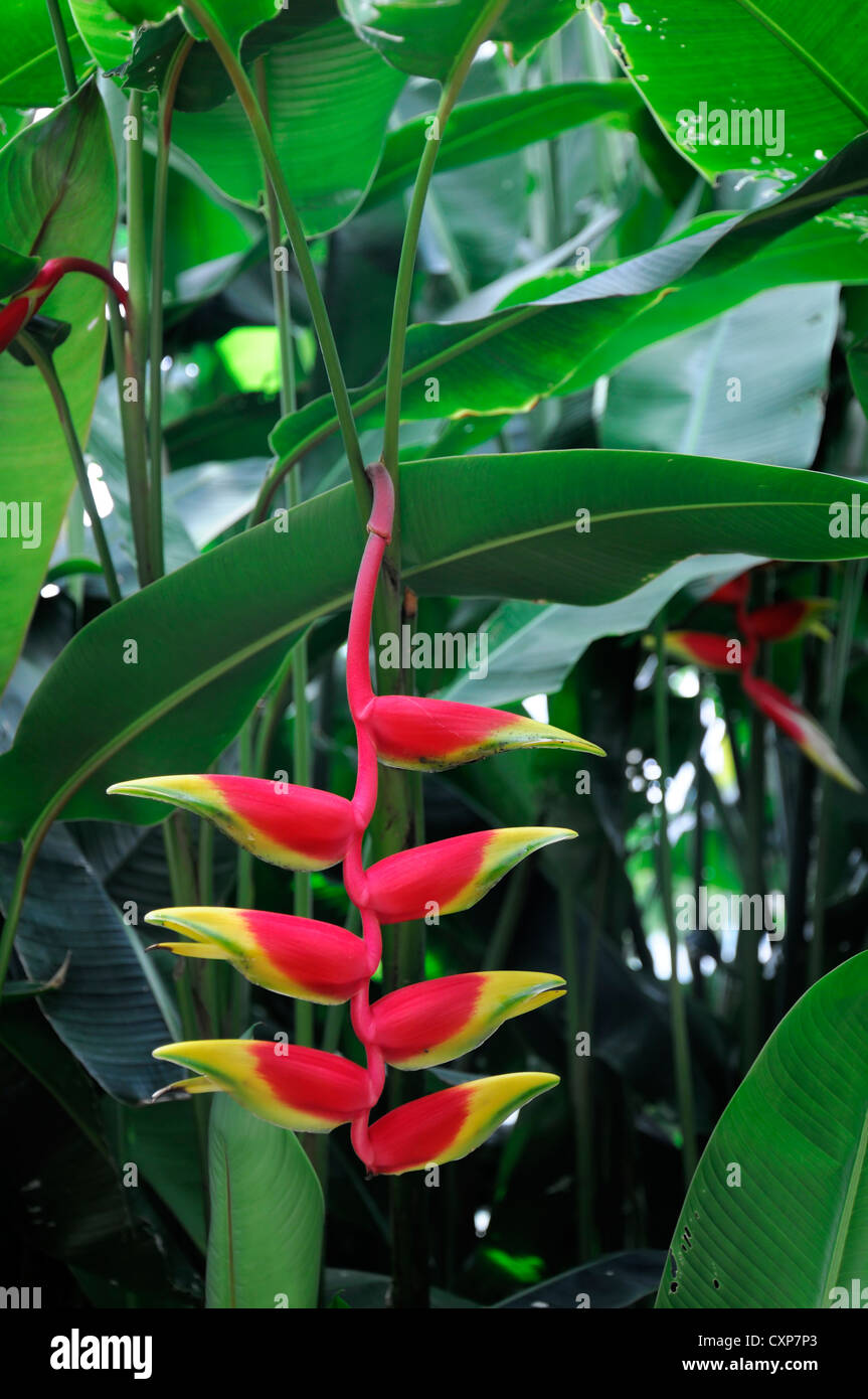 heliconia rostrata lobster claw closeup yellow red flowers tropical