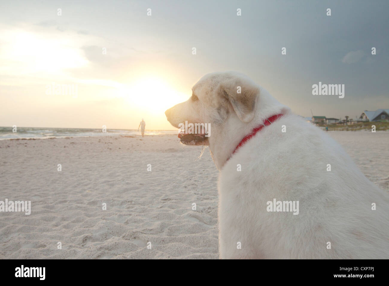 Great Pyrenees with a summer haircut on a dog beach, Panorama City