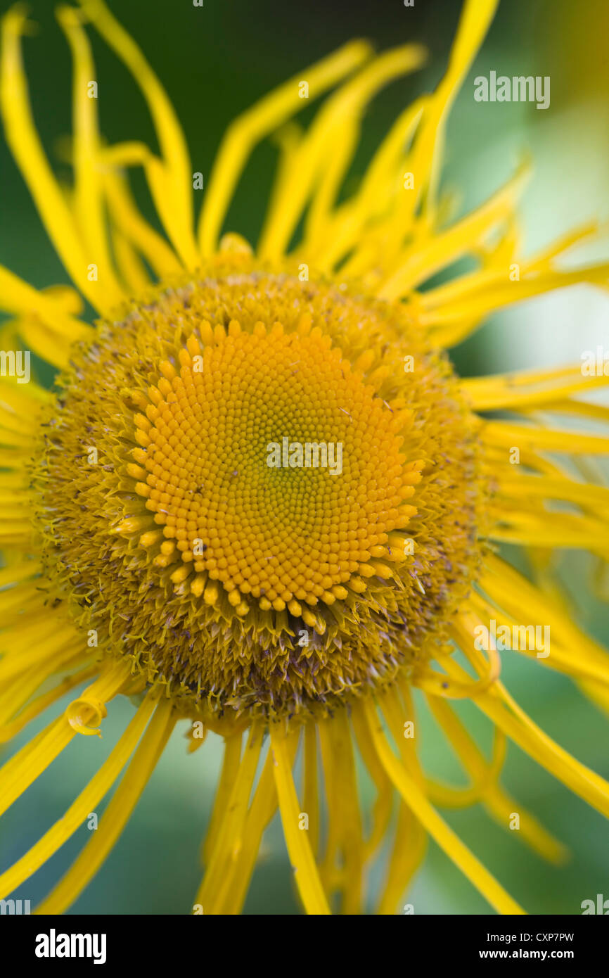 A Dying Sunflower Helianthus annuus Stock Photo