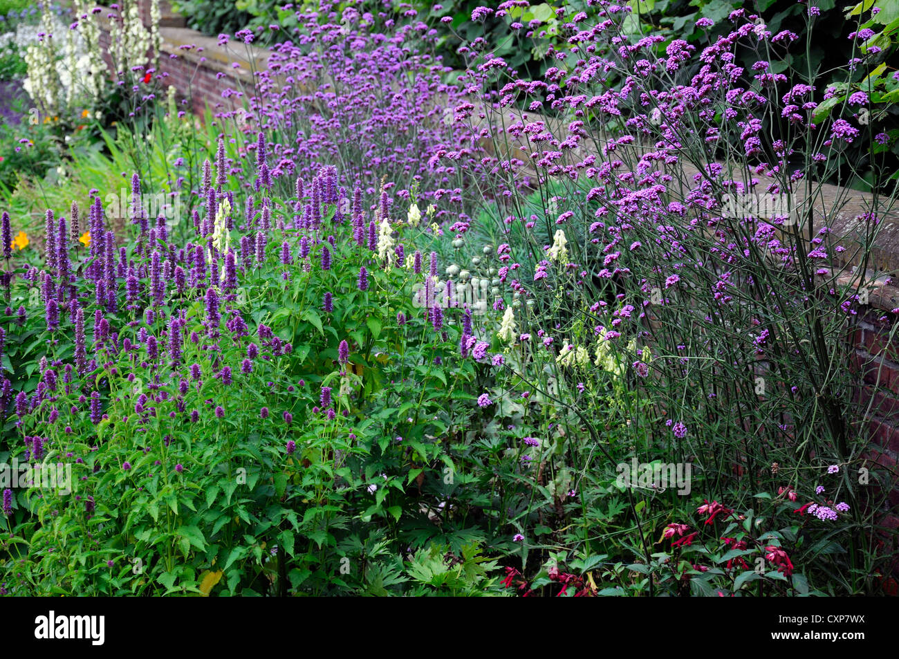 kensington palace sunken garden summer flowering verbena salvia aconitum alba Stock Photo