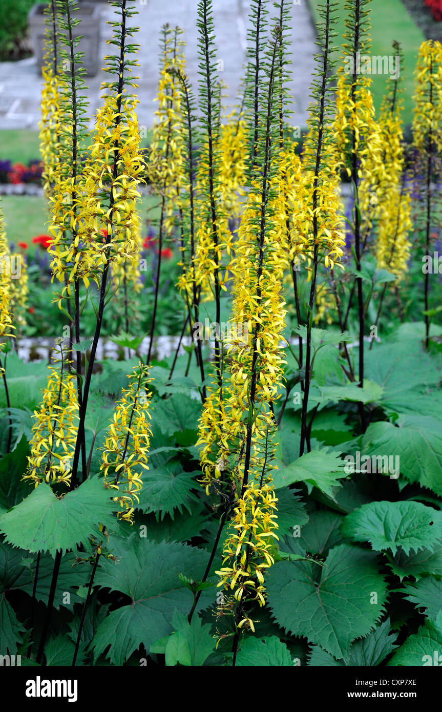 ligularia the rocket agm spires summer yellow perennials flowers petals plant portraits closeup selective focus Stock Photo