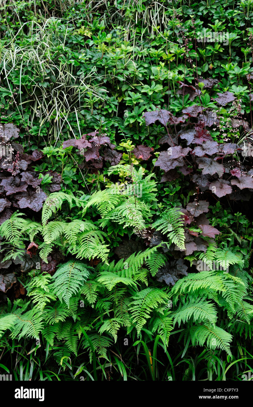 bergenia liriope heuchera dryopteris living green wall vertical garden gardening urban space Stock Photo
