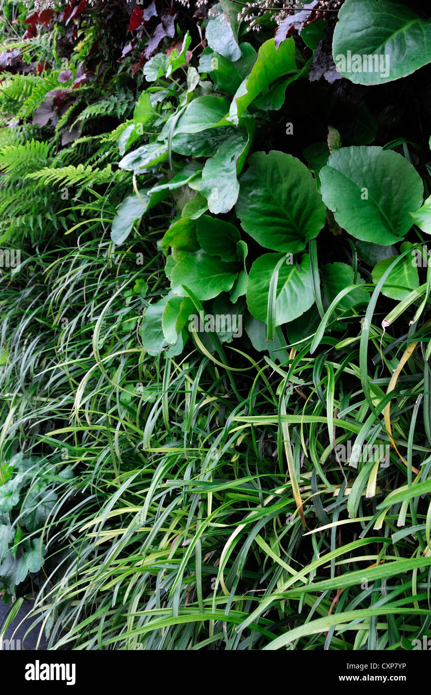 bergenia liriope heuchera dryopteris living green wall vertical garden gardening urban space Stock Photo