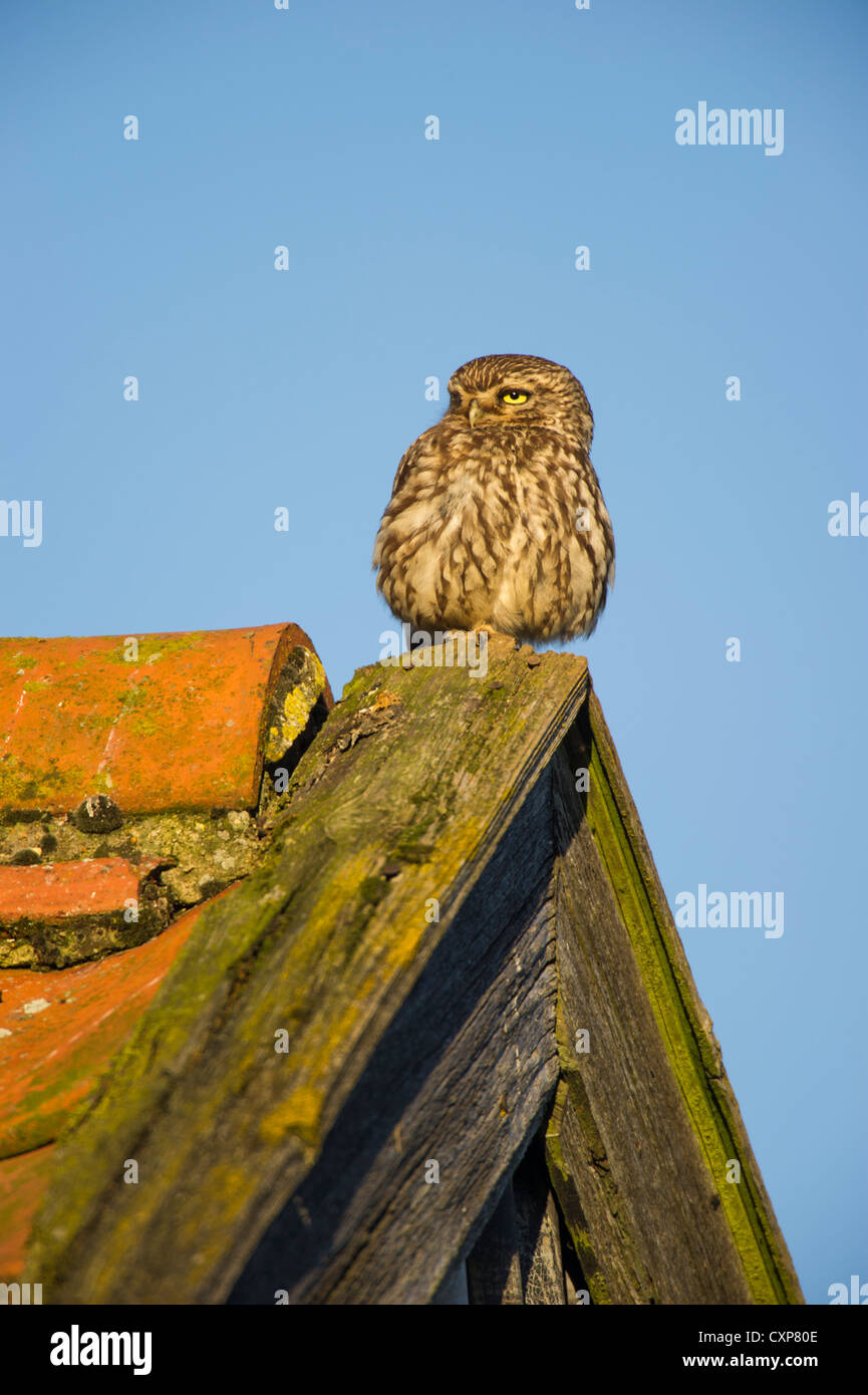 Little Owl (Athene noctua) perched on a barn gable end in Norfolk. Stock Photo