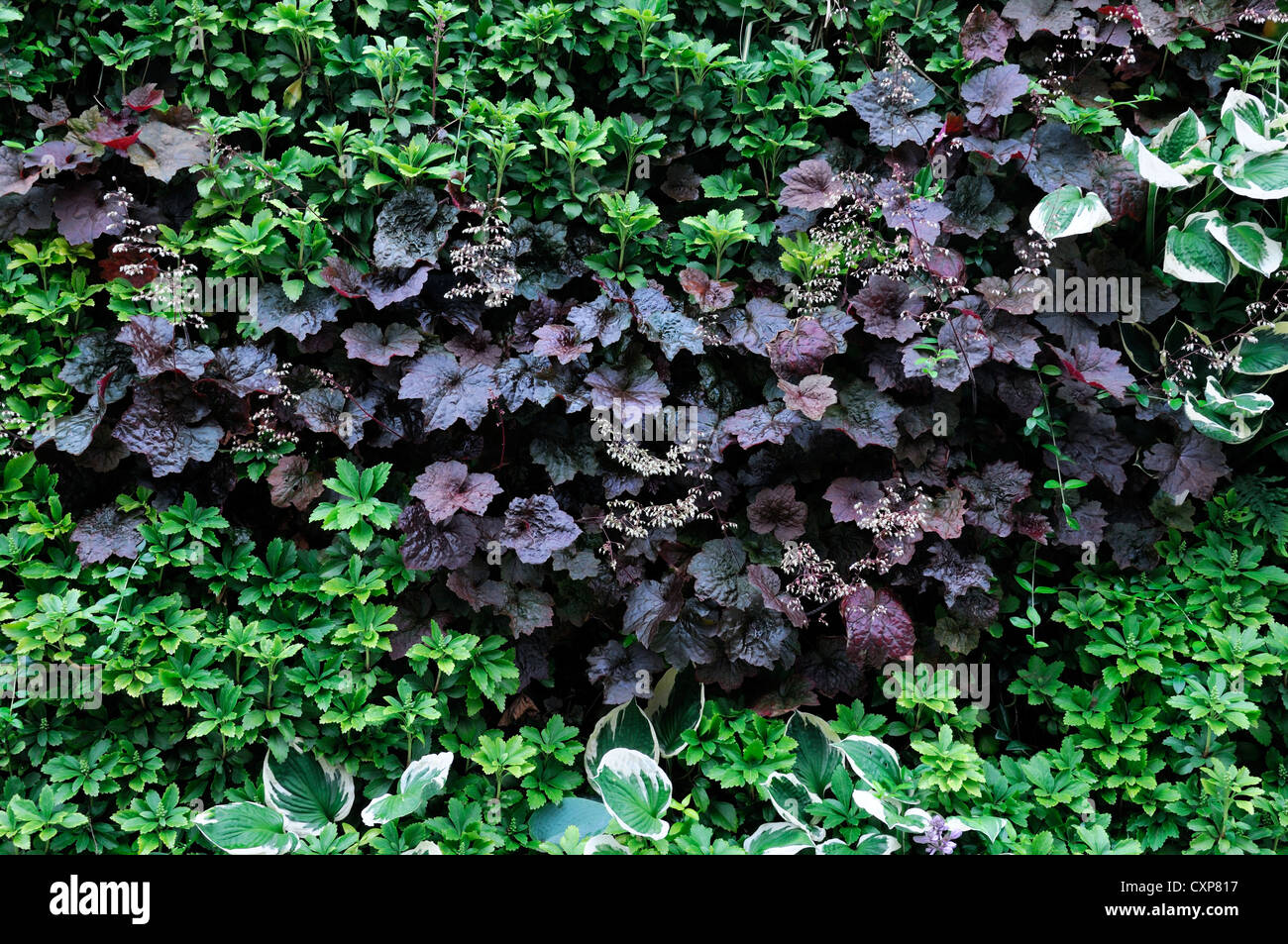 pachysandra terminalis heuchera  living green wall vertical garden gardening urban space Stock Photo