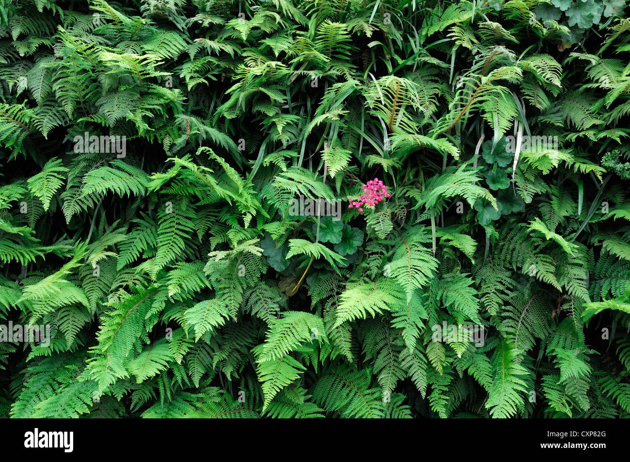 dryopteris heuchera liriope  living green wall vertical garden gardening urban space Stock Photo