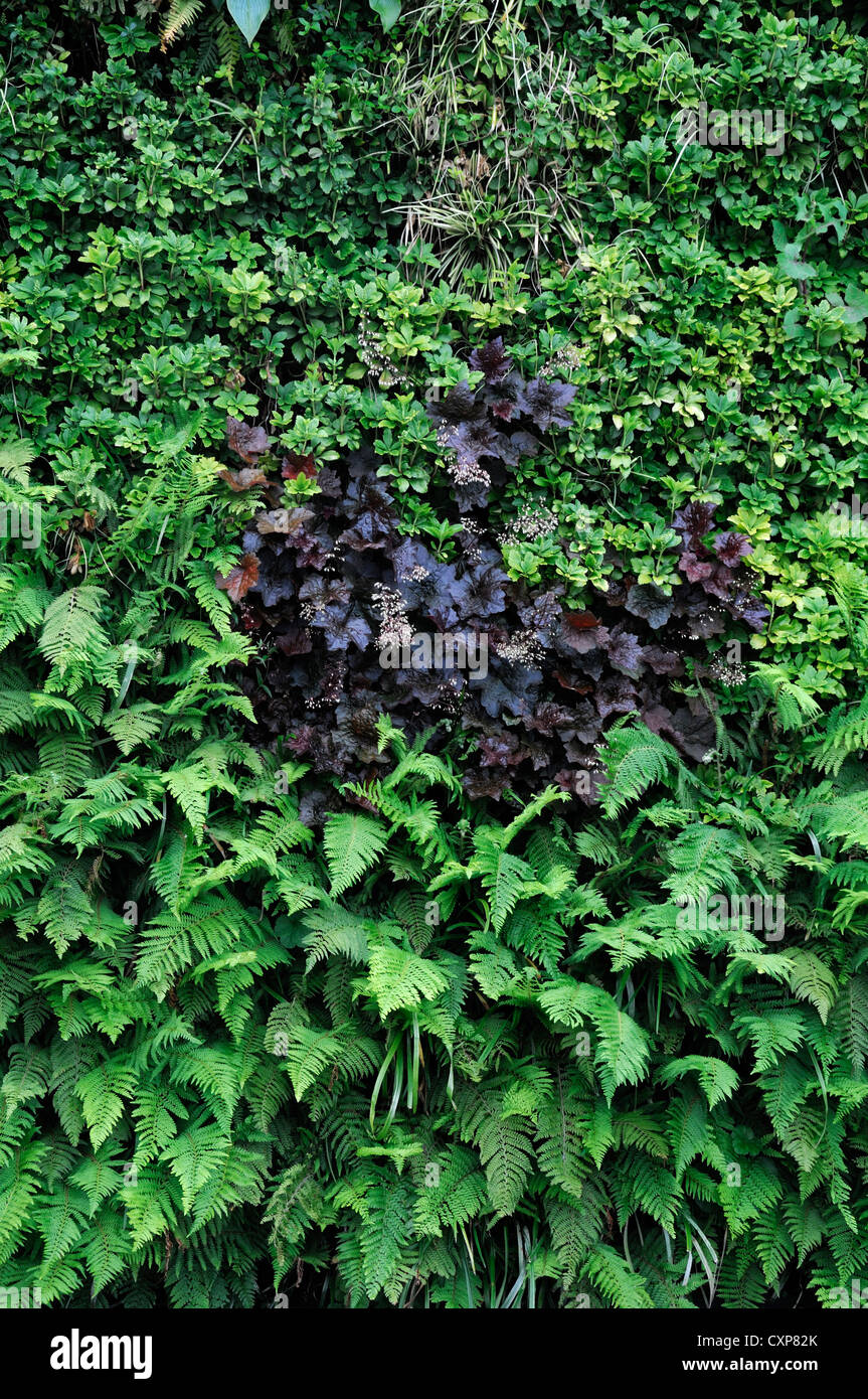 pachysandra terminalis heuchera liriope  living green wall vertical garden gardening urban space Stock Photo