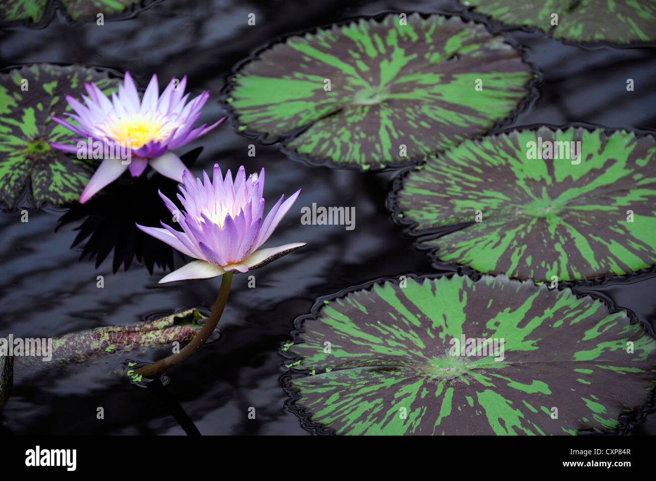 nymphaea foxfire pink flower tropical waterlily plant flowering