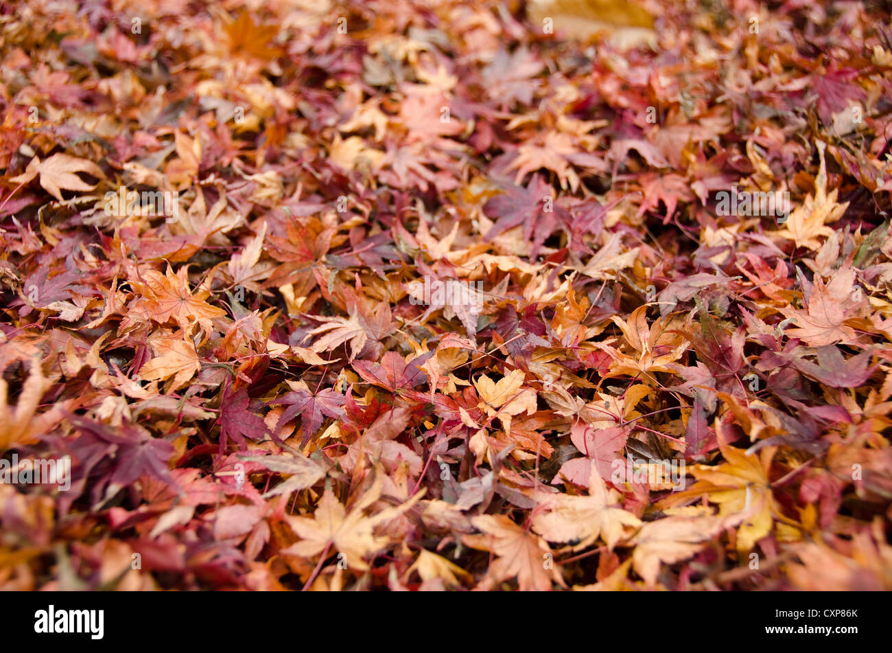 Japanese maple leaves pattern hi-res stock photography and images - Alamy