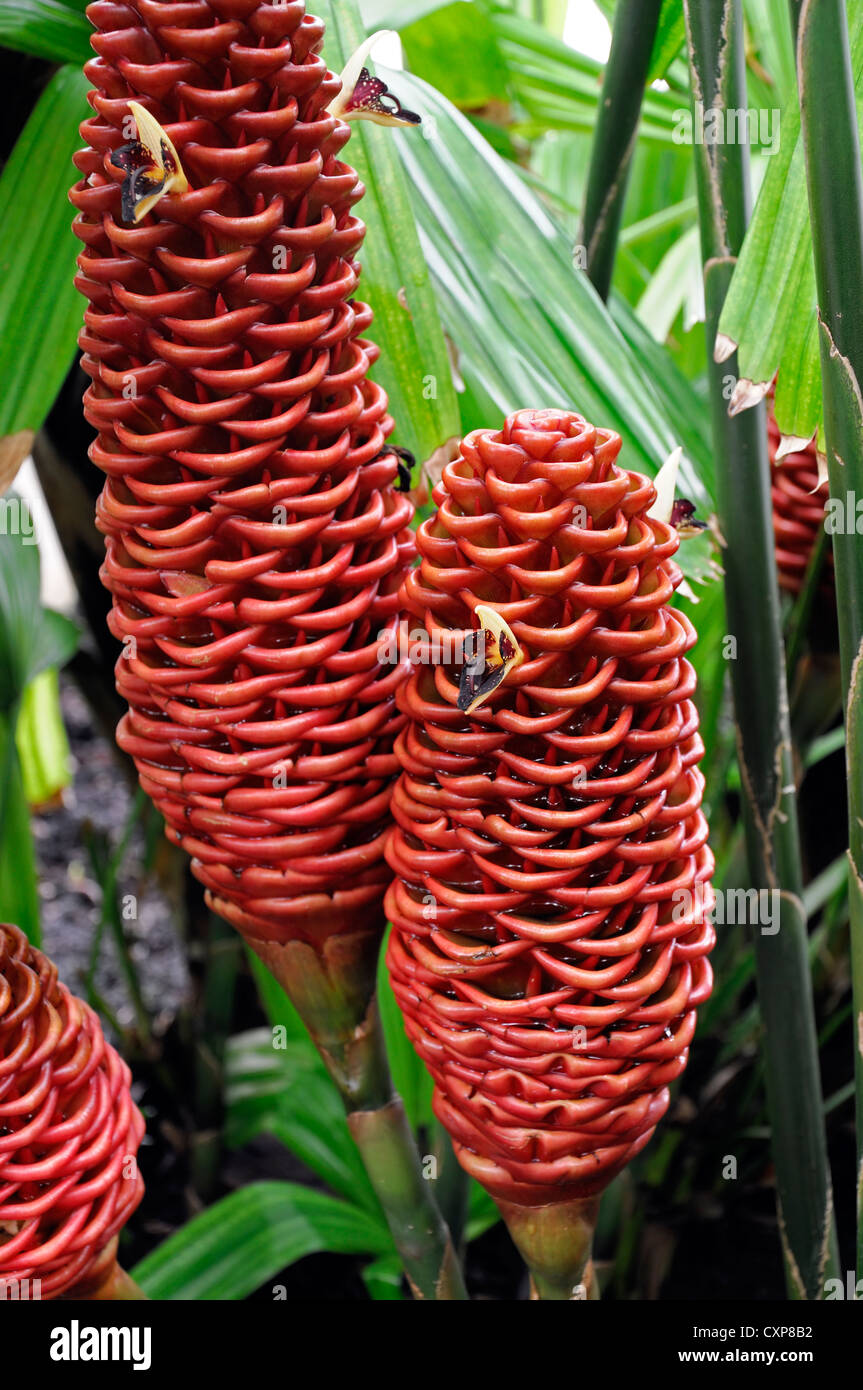 Tropical flower beehive ginger High Resolution Stock Photography and