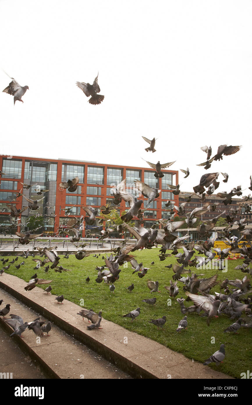 Lots of pigeons in Piccadilly Gardens Manchester UK Stock Photo