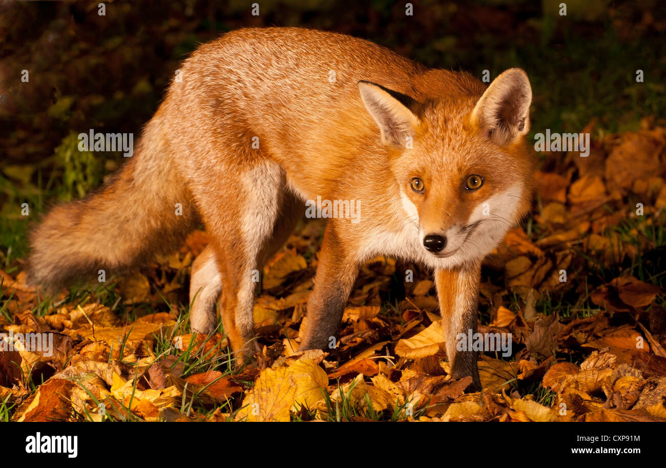 Autumn fox Stock Photo