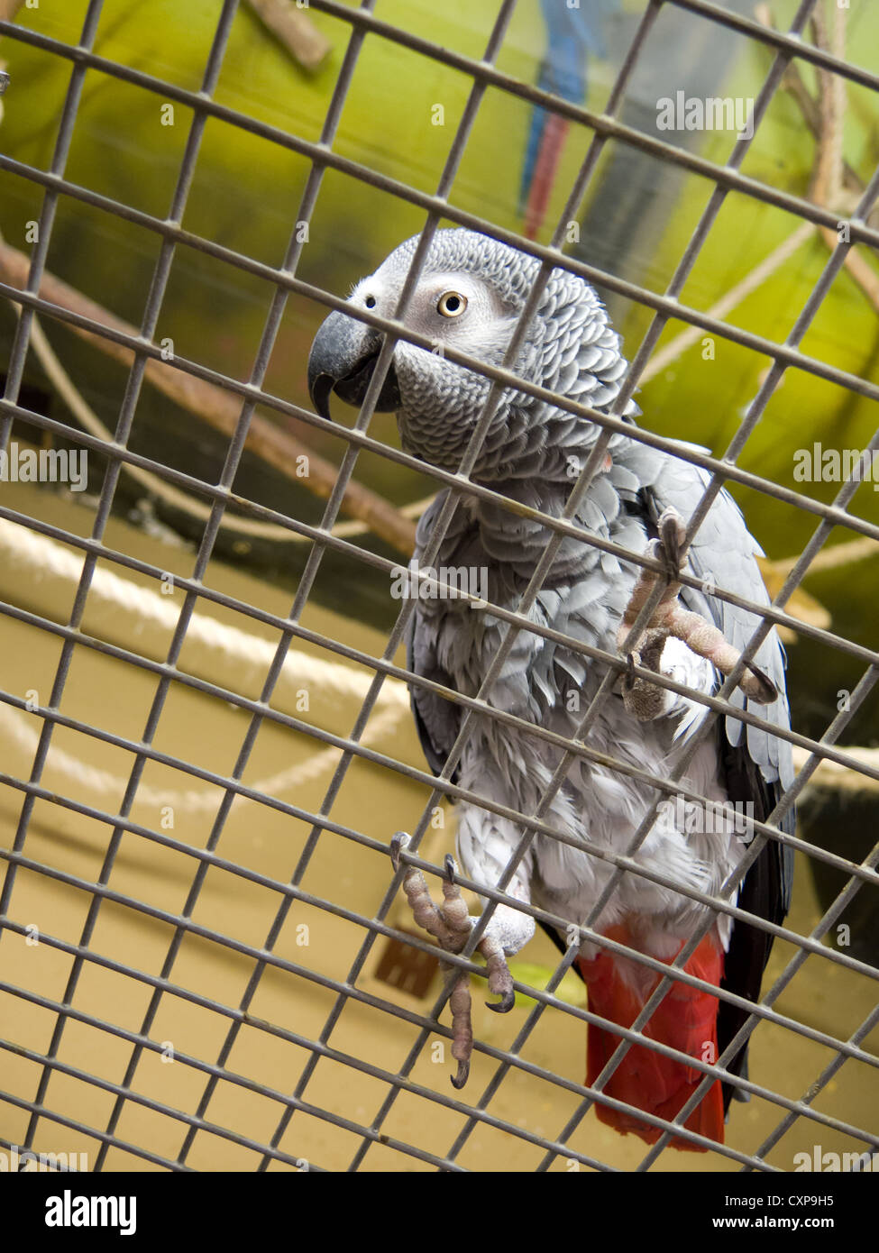 african grey parrot cage