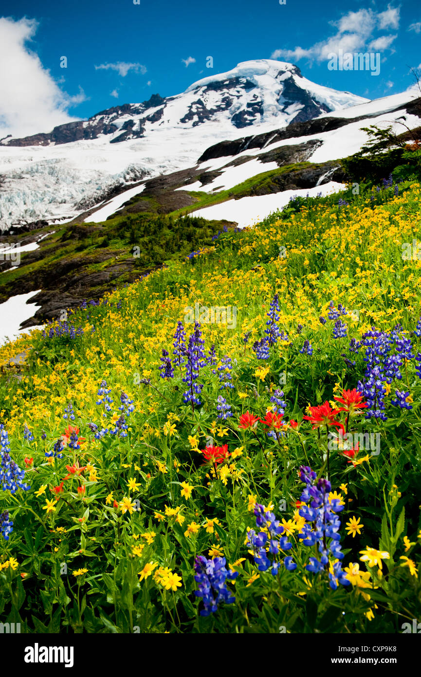Mt. Baker Wildflowers. At 10,781 ft Baker is the third-highest mountain in Washington State. Stock Photo
