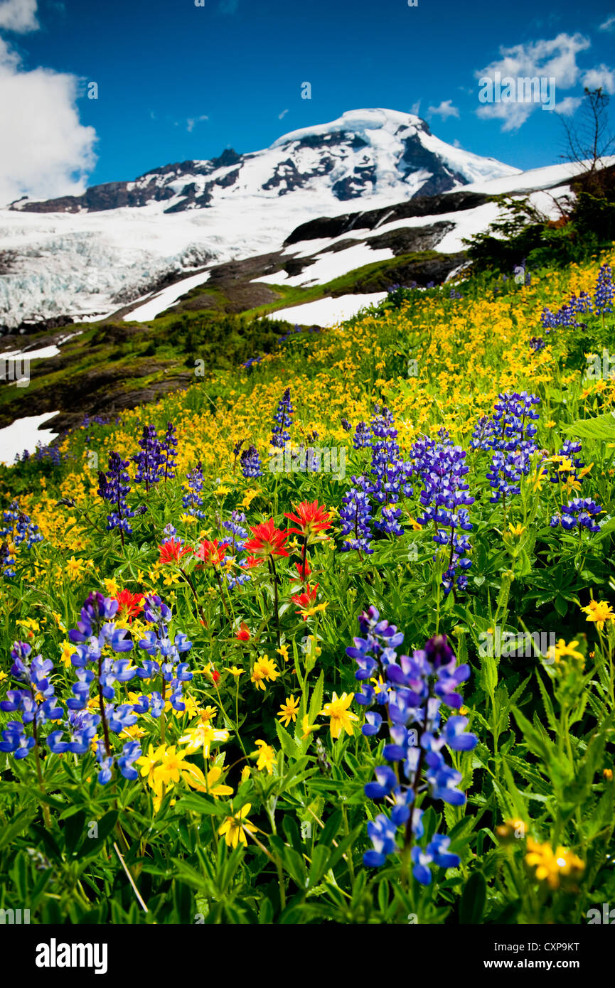 Mt. Baker Wildflowers. At 10,781 ft Baker is the third-highest mountain in Washington State. Stock Photo