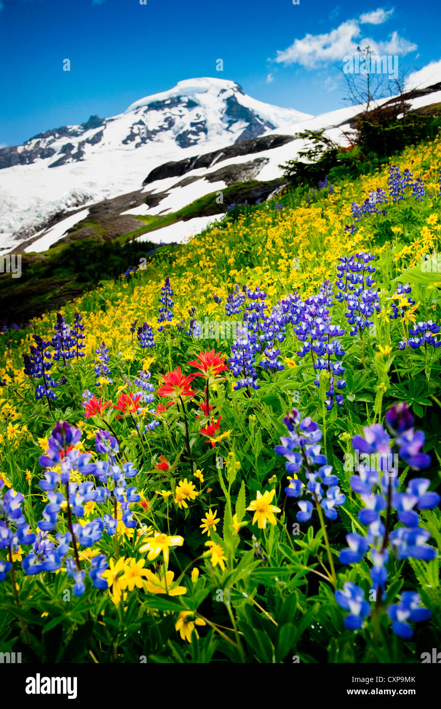 Mt. Baker Wildflowers. At 10,781 ft Baker is the third-highest mountain in Washington State. Stock Photo