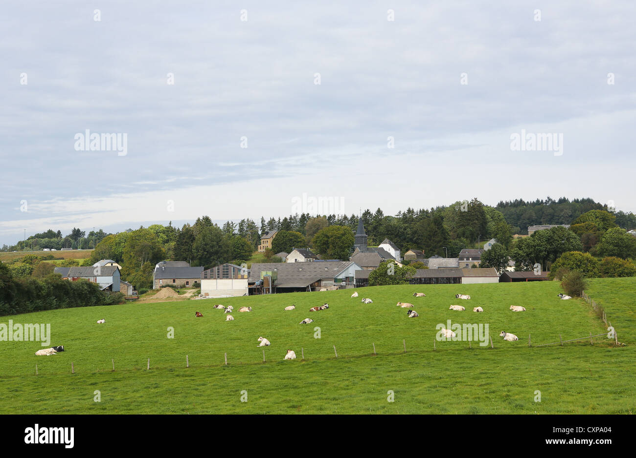 Houses and cows in Houffalize in the Ardennes, Wallonia, Belgium Stock Photo