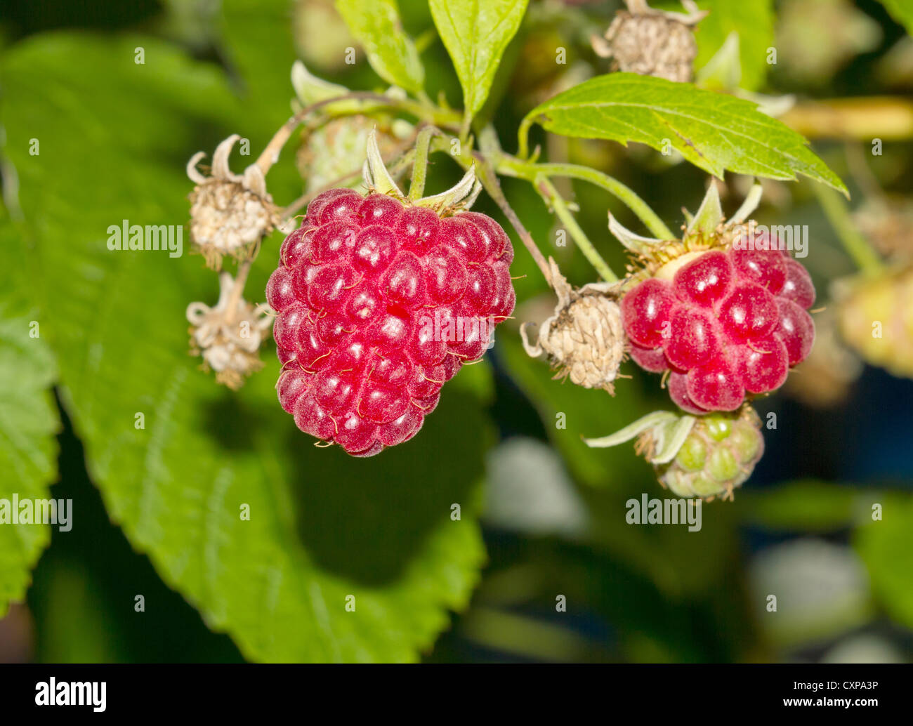 sweet ripe raspberry outside Stock Photo - Alamy