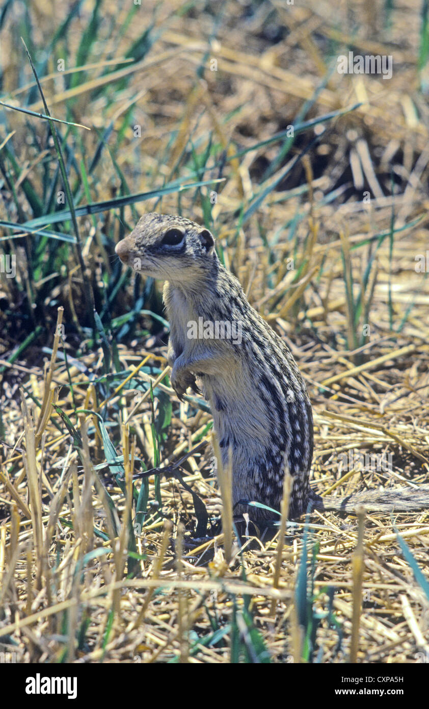 Thirteenlined Ground Squirrel (Ictidomys tridecemlineatus) in grassy