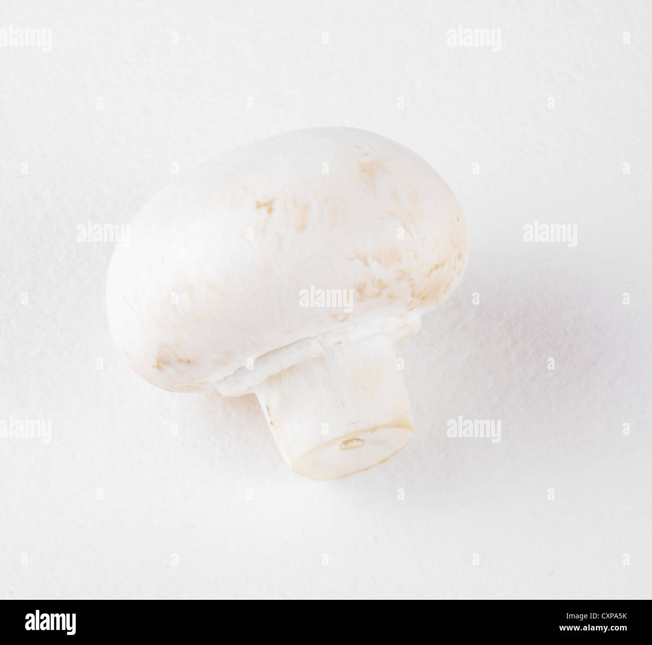 Beautiful white mushrooms Stock Photo Alamy