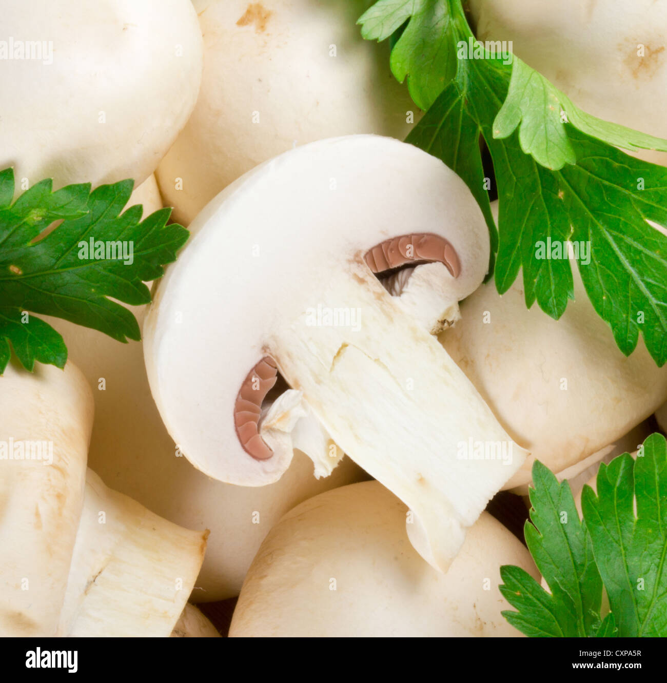 Beautiful white mushrooms Stock Photo - Alamy