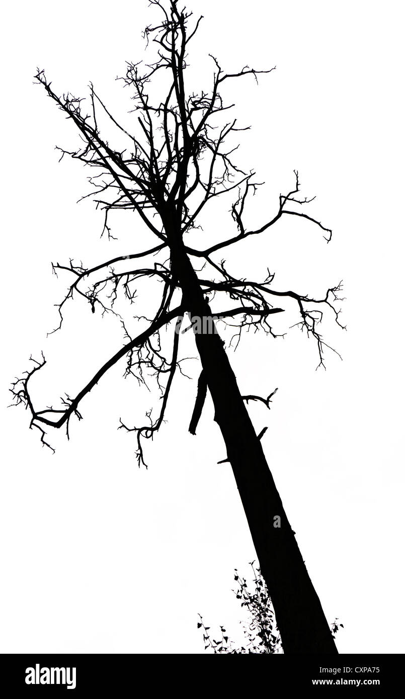 Difference Between Live and Dead Trees Stock Photo Alamy