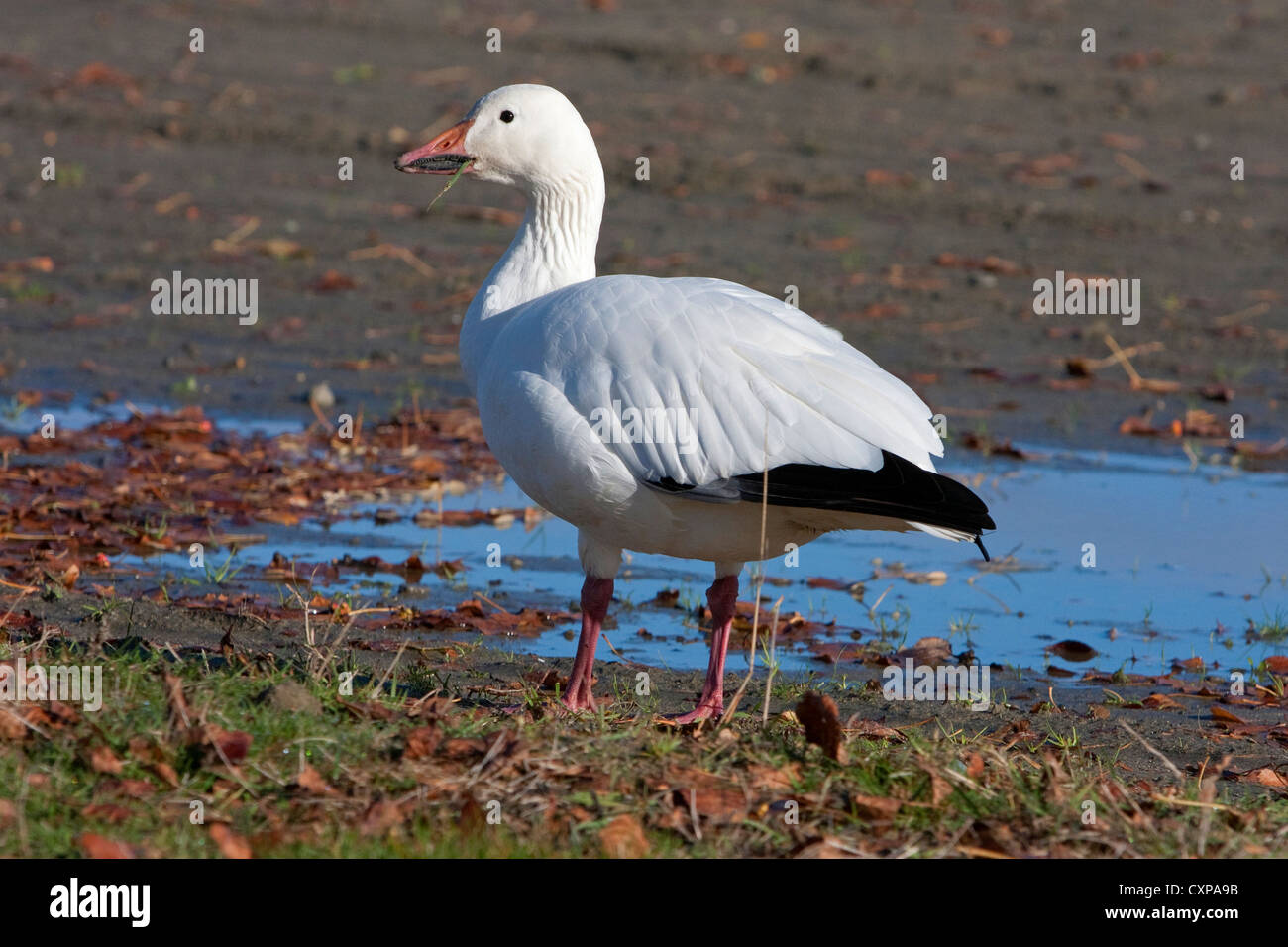 Snow Goose (Chen caerulescens) white morph feeding in the community park at Parksville, Vancouver Island, BC, Canada in November Stock Photo