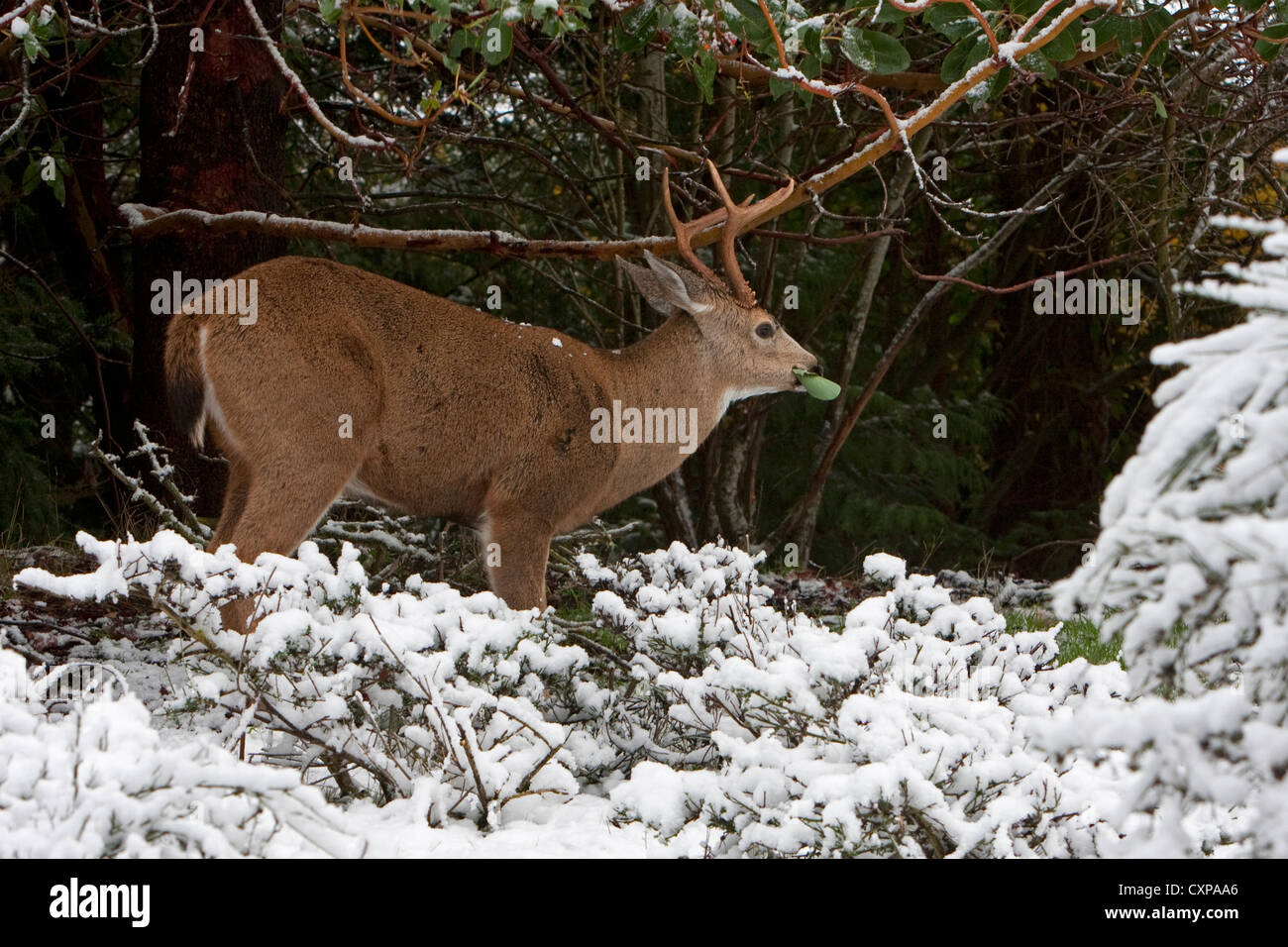 Black-tailed Deer (Odocoileus hemionus columbianus) buck in snow feeding on arbutus leaves in Nanaimo, BC, Canada in November Stock Photo