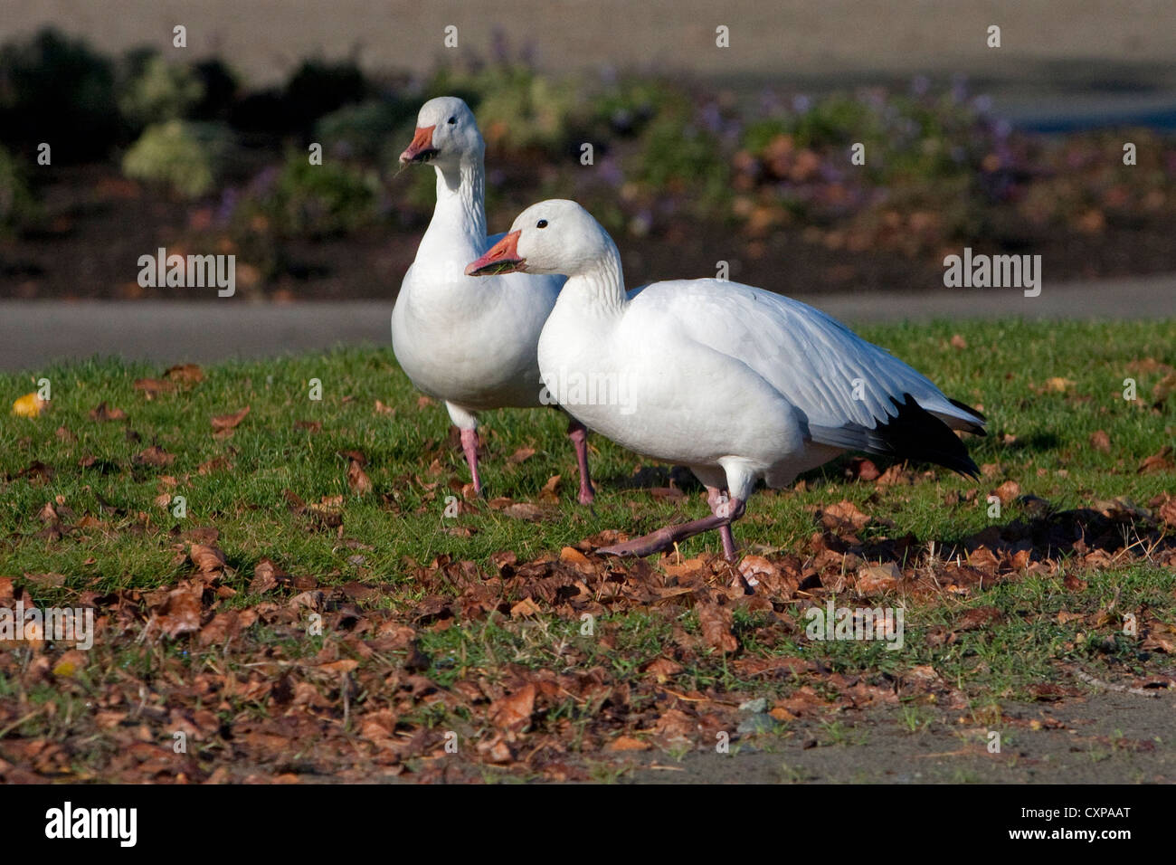 Snow Geese (Chen caerulescens) white morph feeding in the community park at Parksville, Vancouver Island, BC, Canada in November Stock Photo