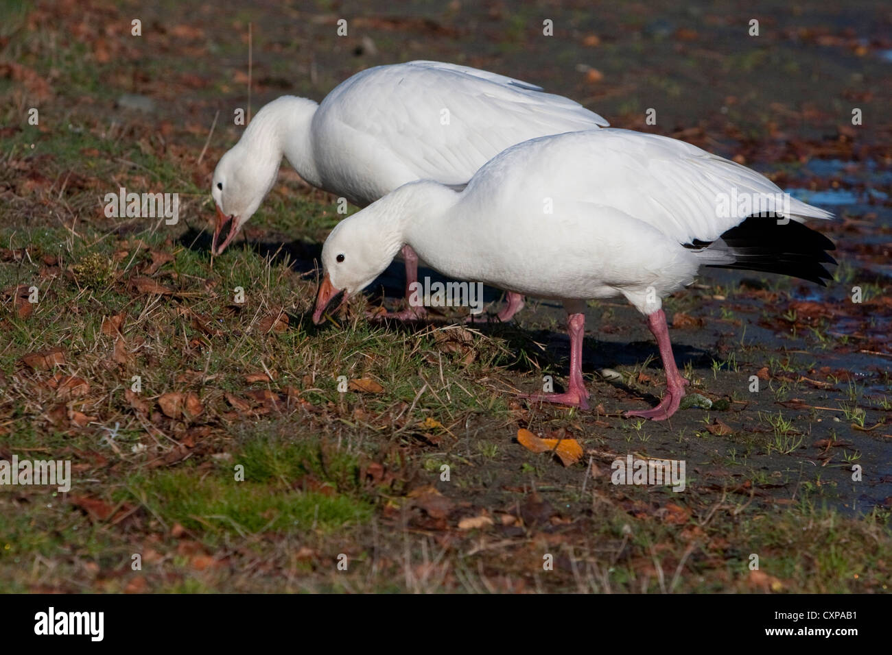 Snow Geese (Chen caerulescens) white morph feeding in the community park at Parksville, Vancouver Island, BC, Canada in November Stock Photo