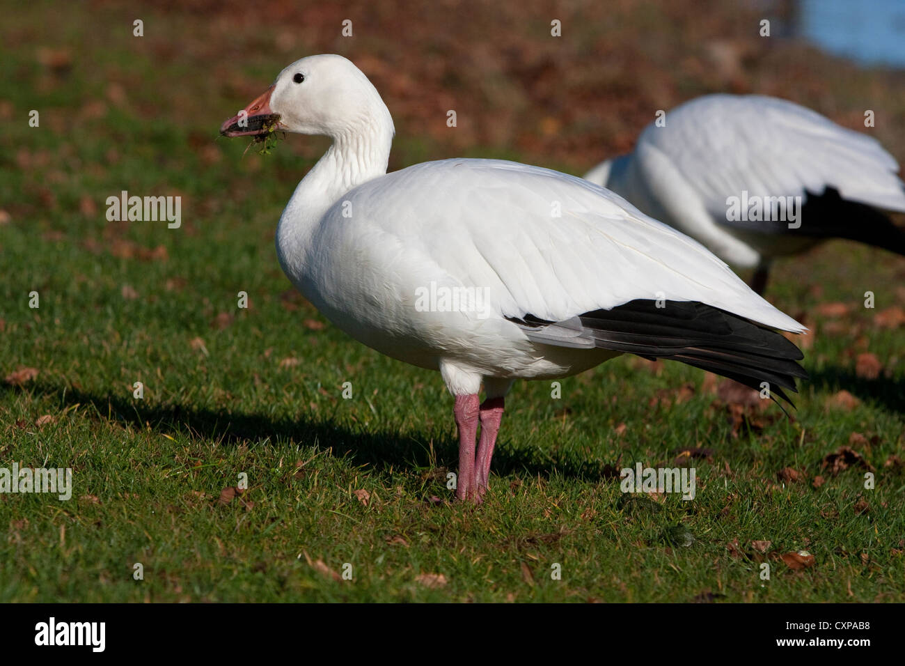 Snow Geese (Chen caerulescens) white morph feeding in the community park at Parksville, Vancouver Island, BC, Canada in November Stock Photo