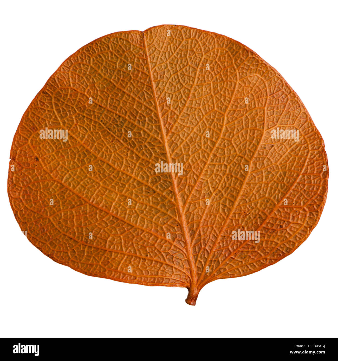 Autumn leaf isolated on white background Stock Photo - Alamy