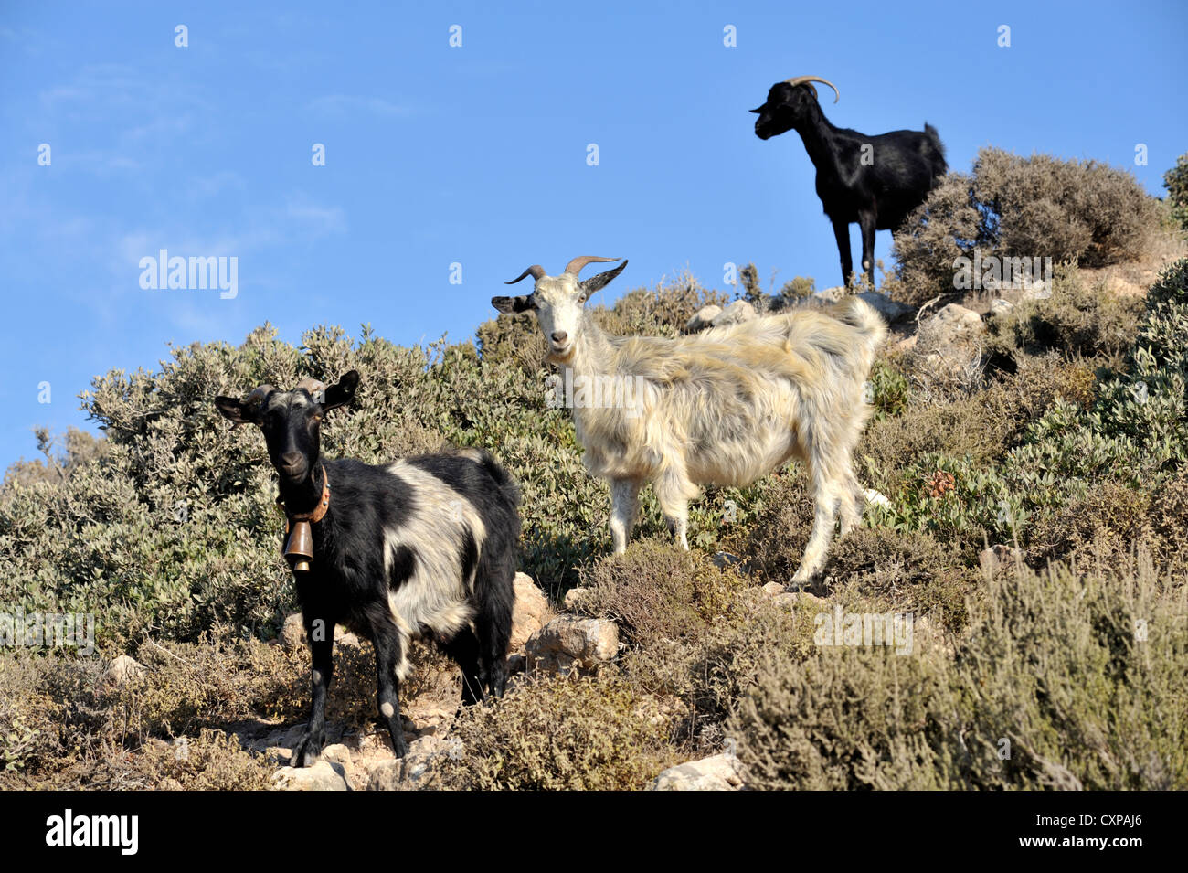 Goats on crest of a hill with phrygana vegetation, Greece Stock Photo