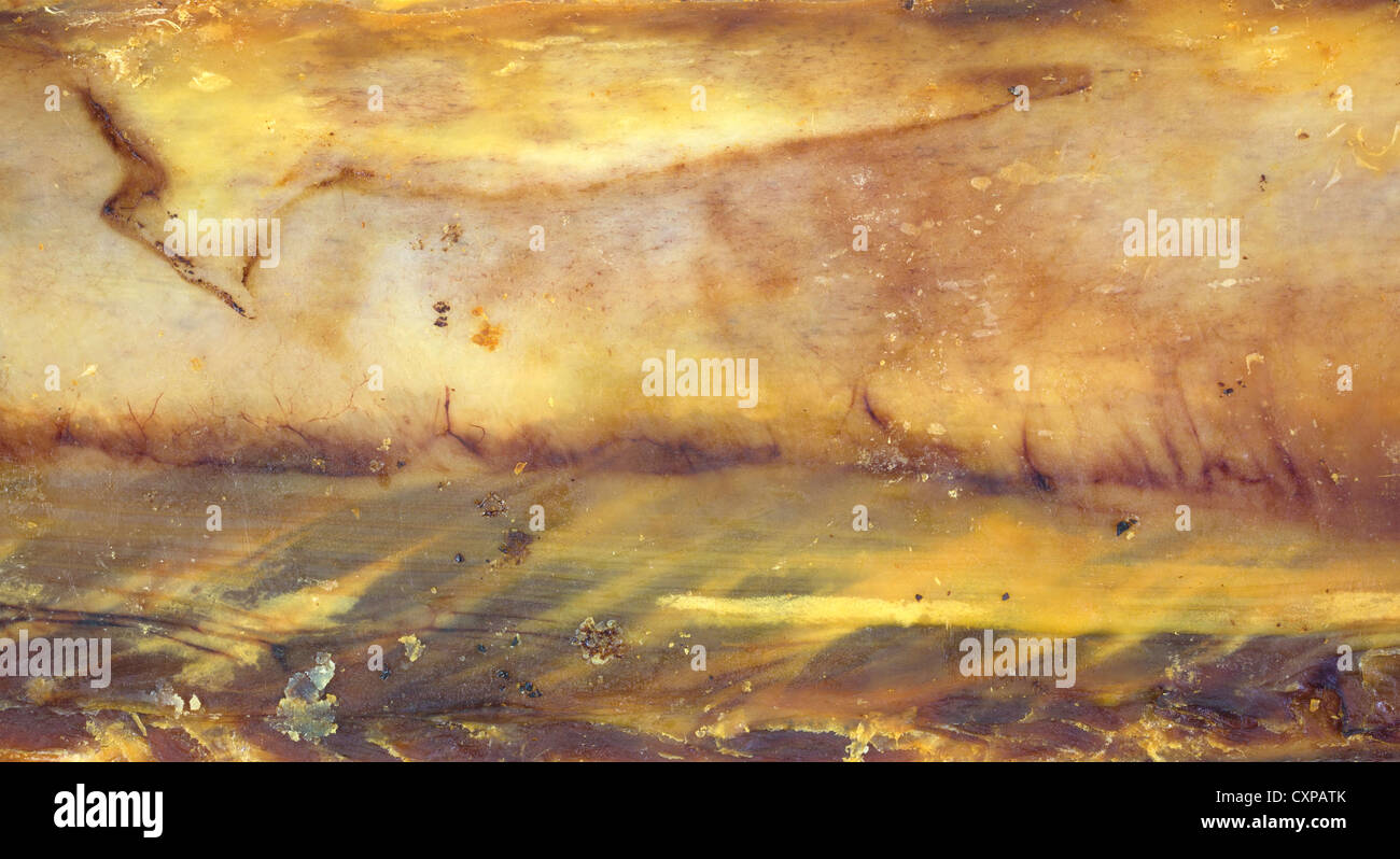 A very close view of a dog rib bone Stock Photo Alamy