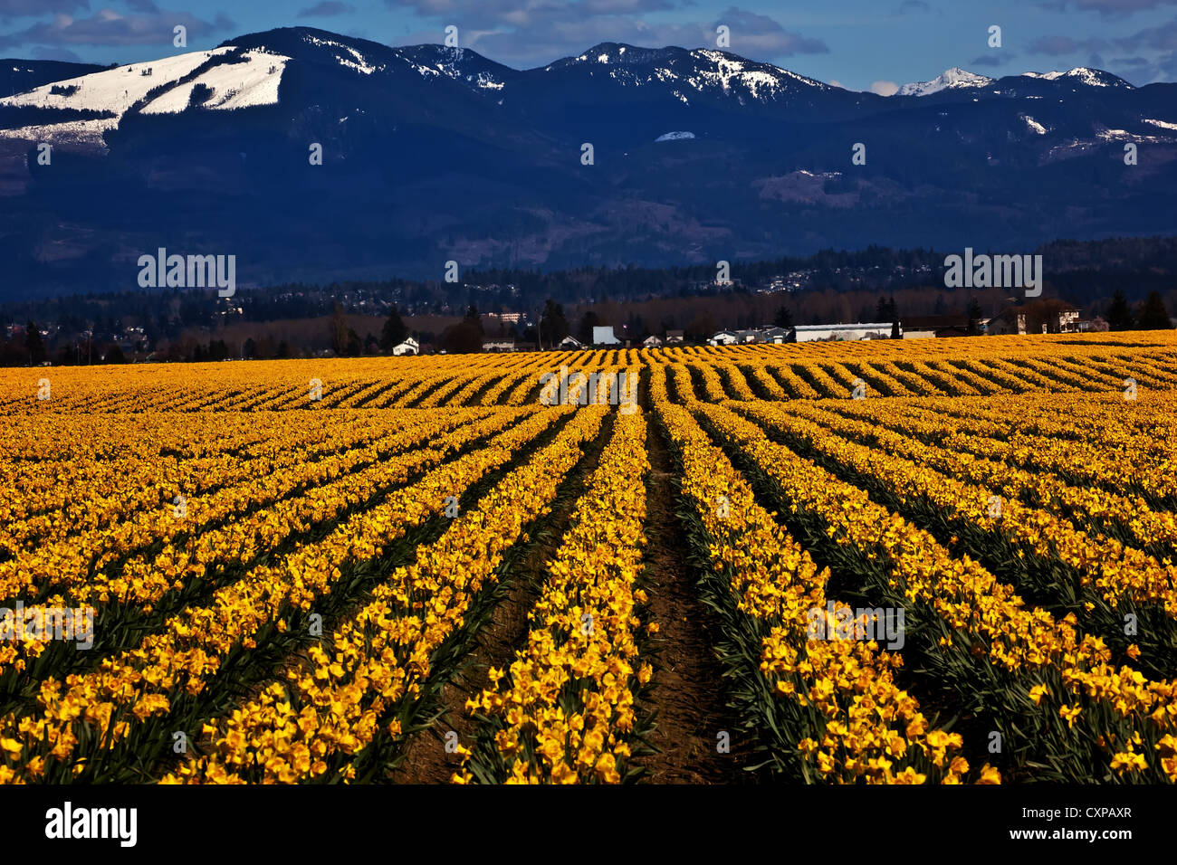 Spring Yellow Daffodil Rows Flowers Snow Mountains Skagit Valley Washington State Pacific