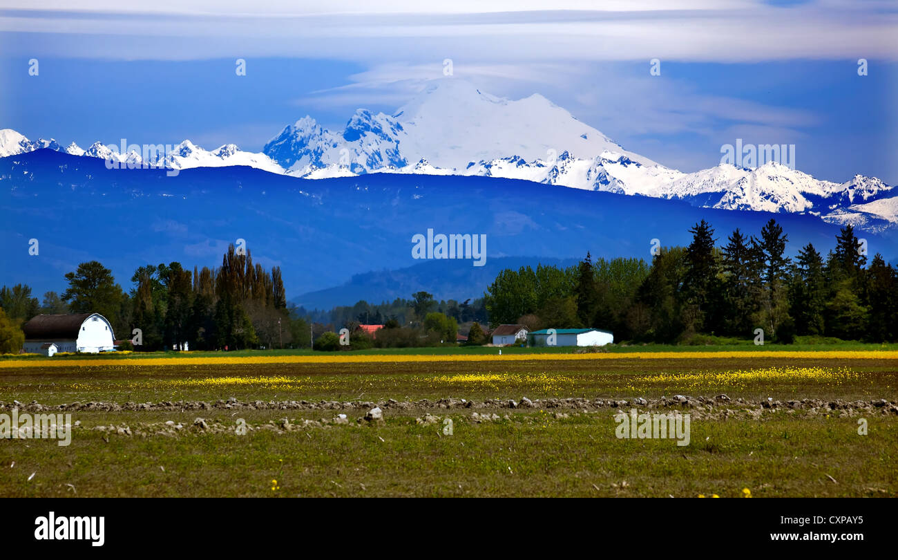 Mount Baker Skagit Valley Farm Yellow Flowers Snow Mountain Washington