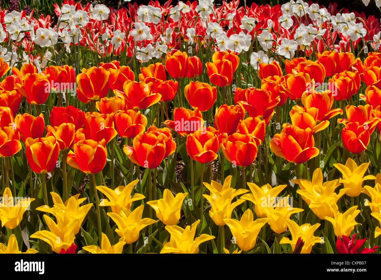 Red Yellow Tulips Flowers Skagit Valley Farm Washington State Pacific Northwest Stock Photo