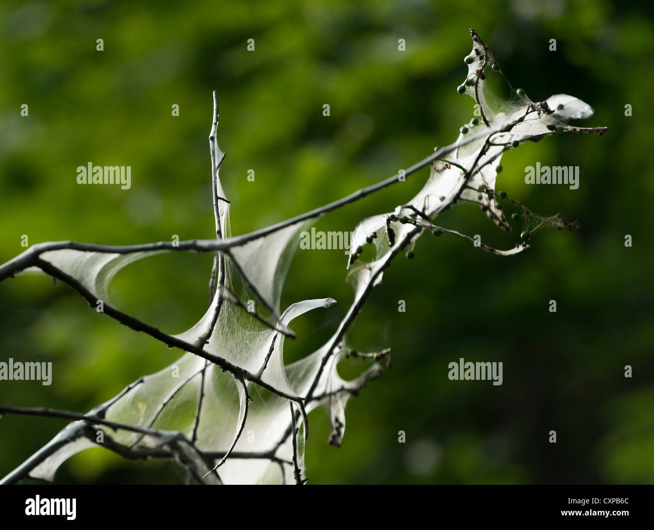 s of the tent caterpillar in the branches of a tree Stock Photo Alamy