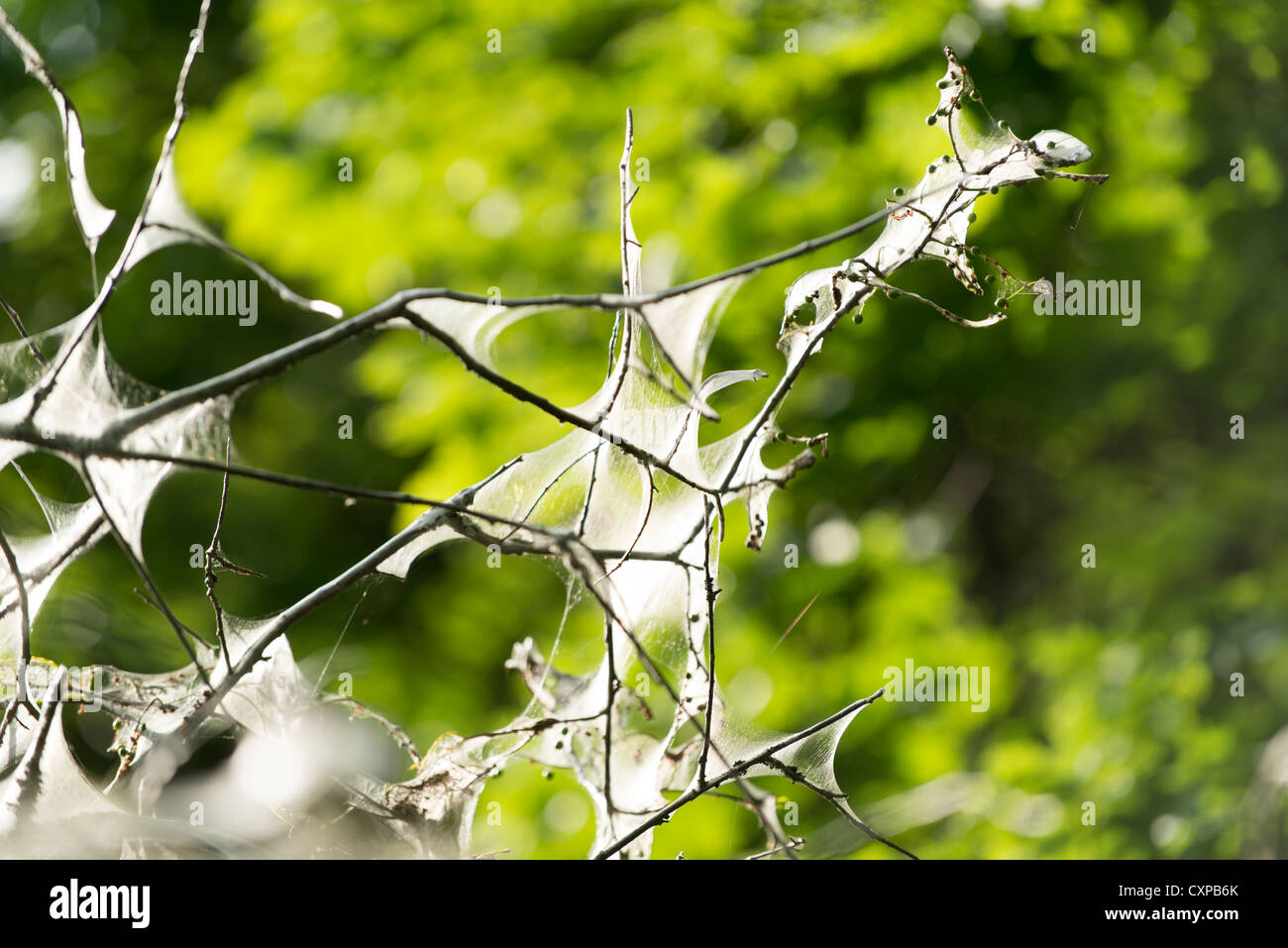 Webs of the tent caterpillar in the branches of a tree Stock Photo
