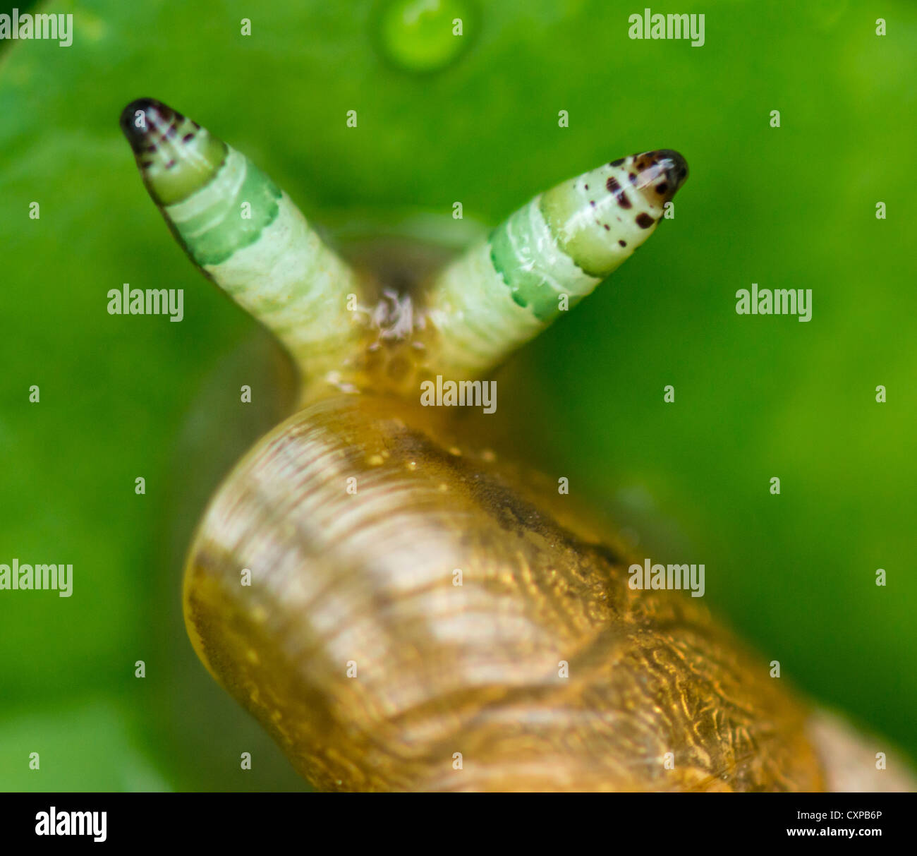 Snail infected with a parasite in its tentacles Stock Photo