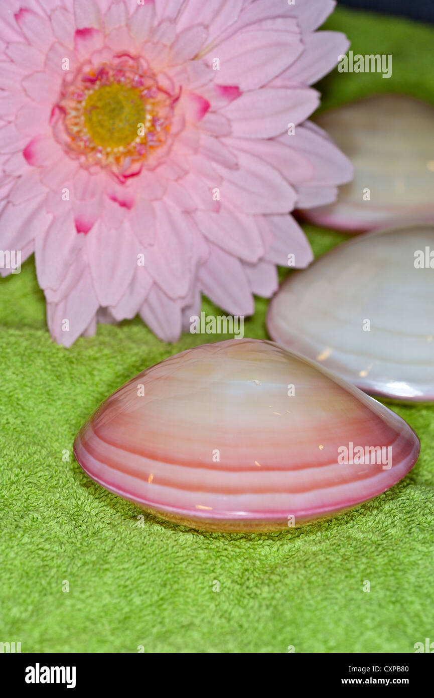 Lava shell treatment hi-res stock photography and images - Alamy