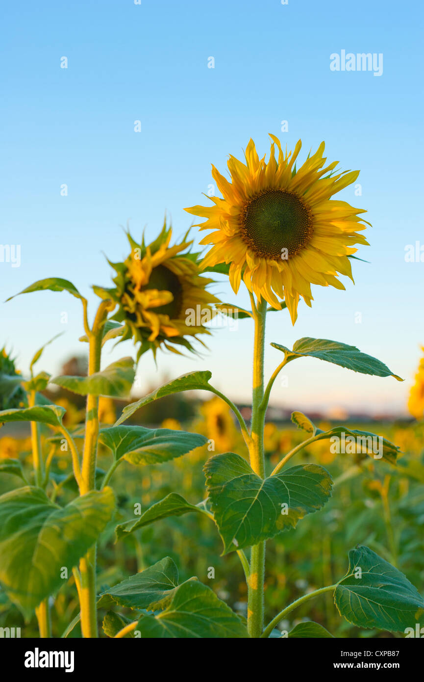 Sunflowers in a field in Sundberg, Finland Stock Photo Alamy