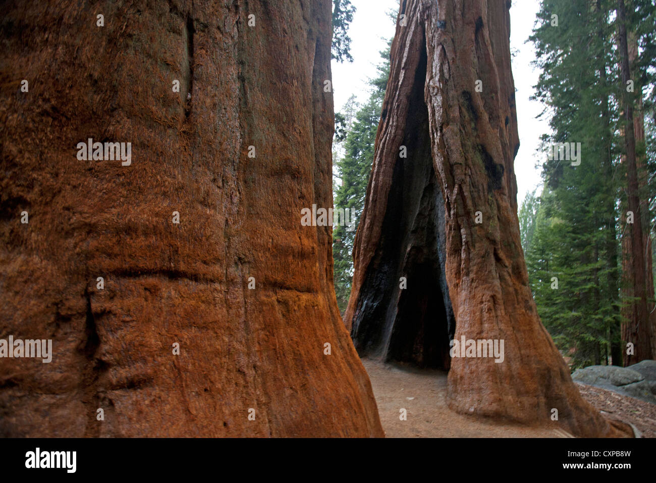 Two Giant Sequoia trees (Sequoiadendron giganteum), Sequoia National Park, California, United States of America Stock Photo