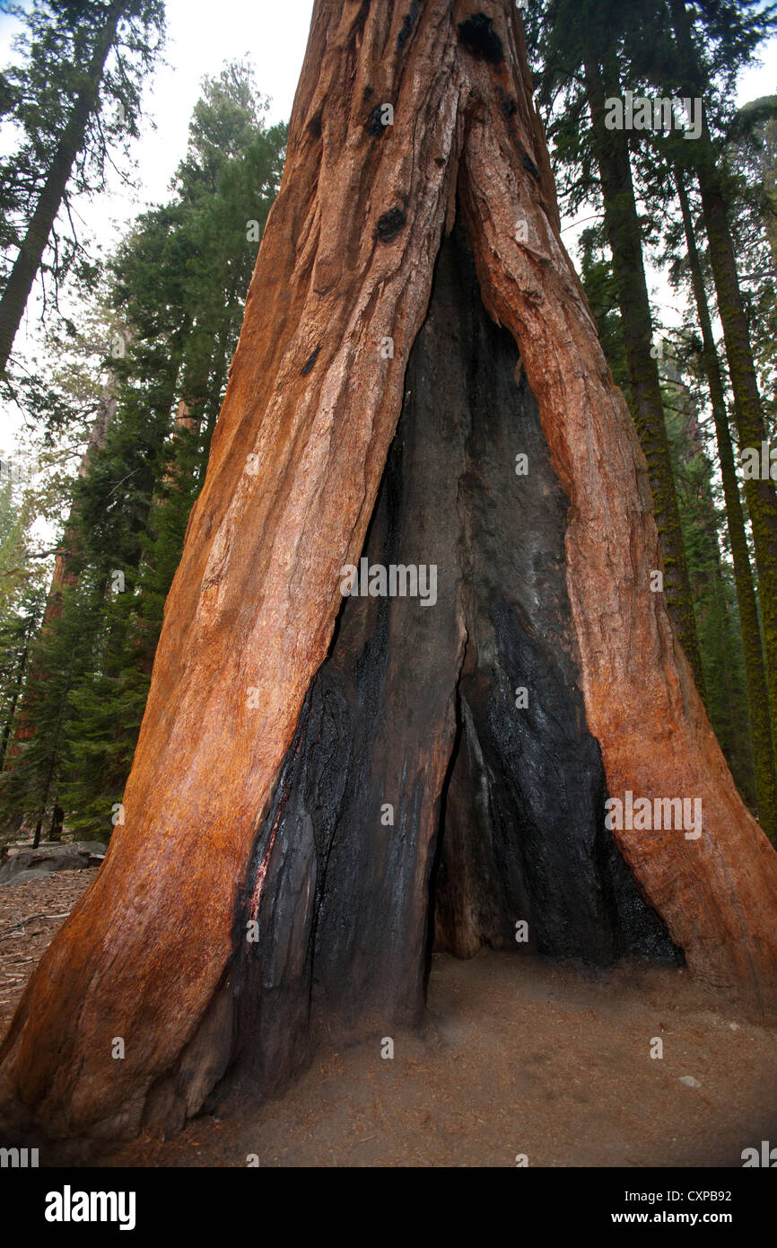 Giant Sequoia tree (Sequoiadendron giganteum) with base hollowed out by fire Sequoia National Park California United States Stock Photo