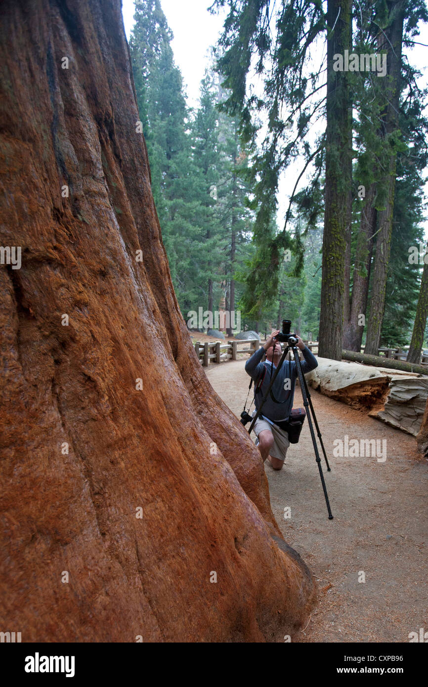 A male photographer photographs Giant Sequoia trees (Sequoiadendron giganteum) Sequoia National Park California United States Stock Photo